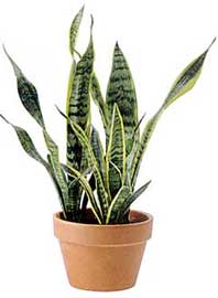 sansevieria-trifasciata